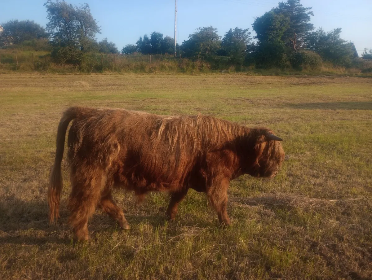 Highland Bull - Image 4