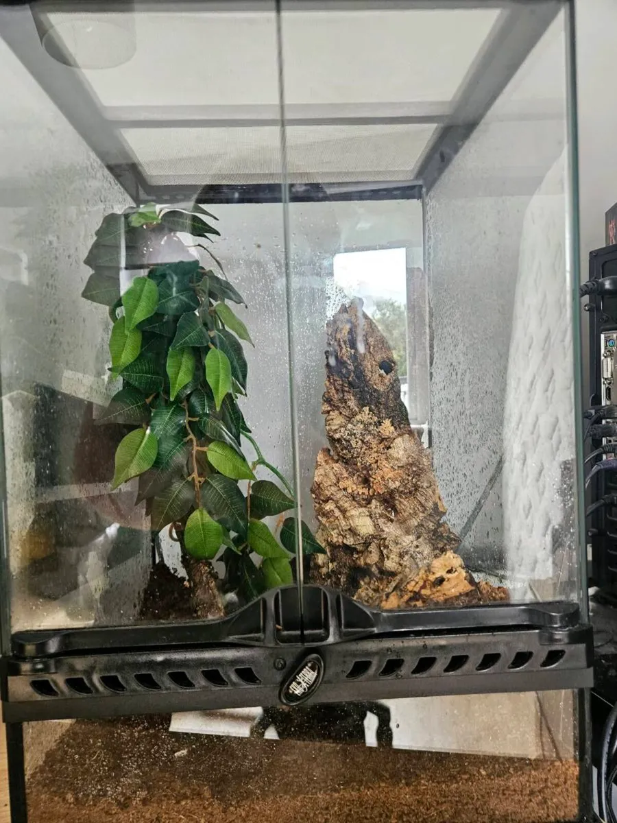 Crested Gecko with tank. - Image 1