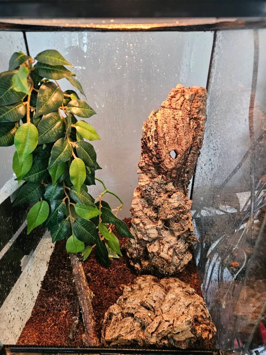 Crested Gecko with tank. - Image 2