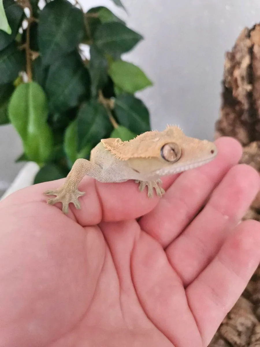 Crested Gecko with tank. - Image 3