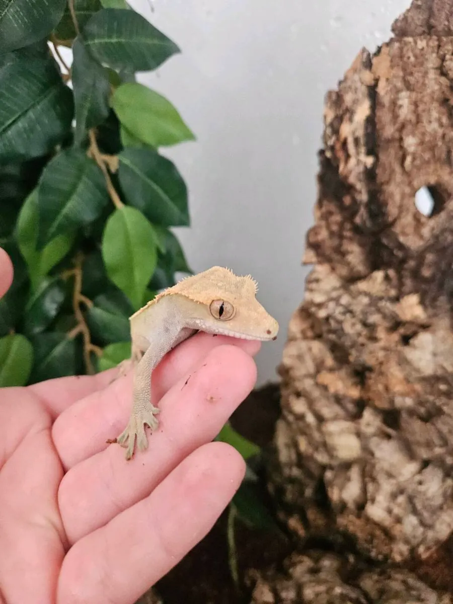 Crested Gecko with tank. - Image 4