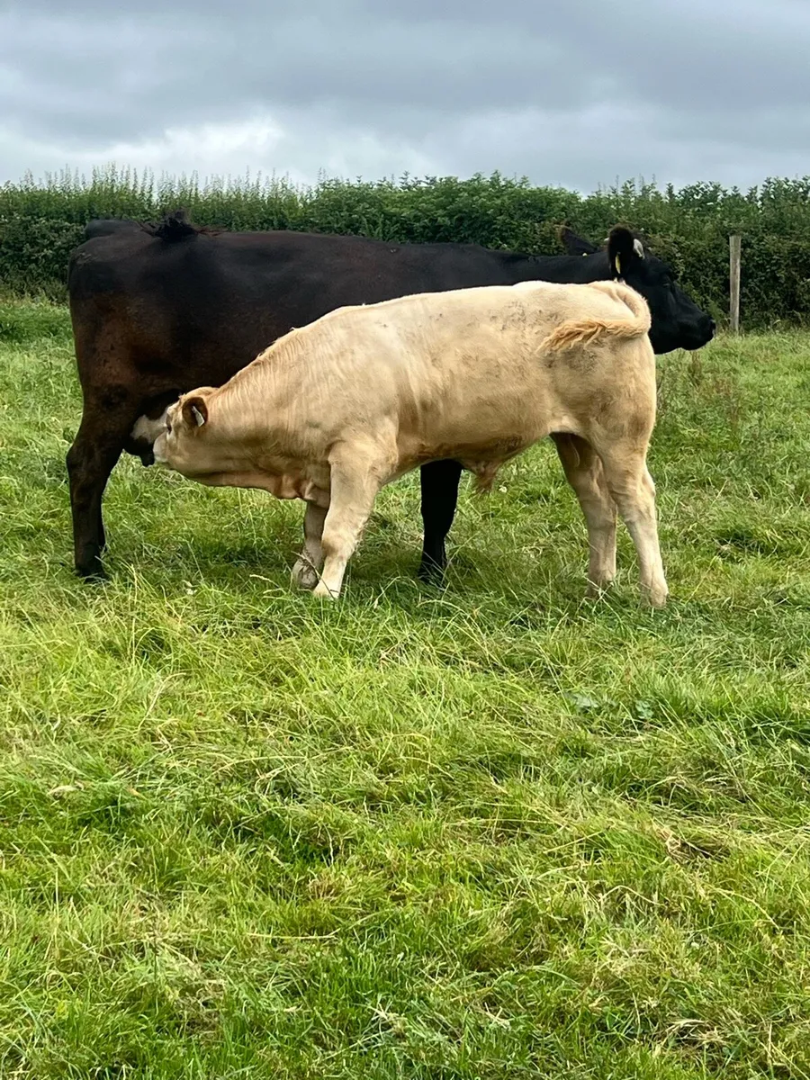 Cows and strong calf - Image 1