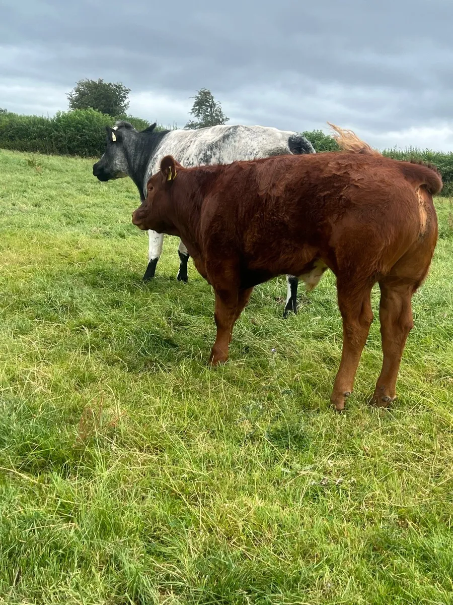 Cows and strong calf - Image 2