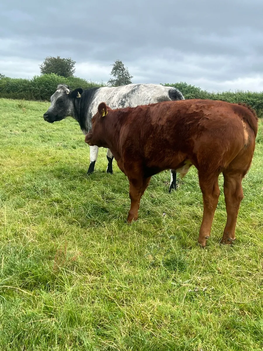 Cows and strong calf - Image 3