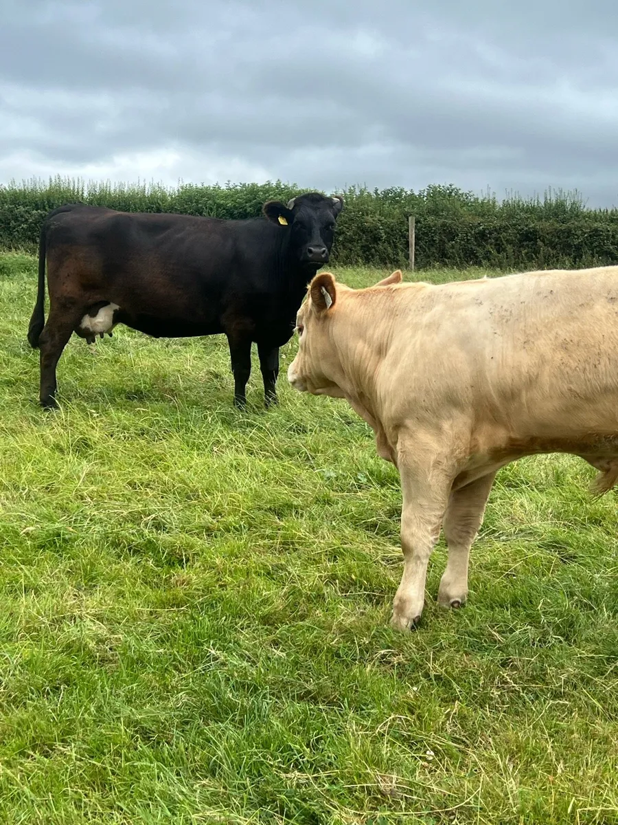 Cows and strong calf - Image 4