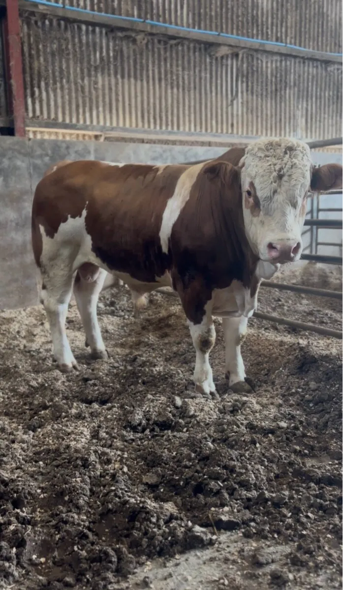 Selection of pedigree Simmental bulls - Image 1