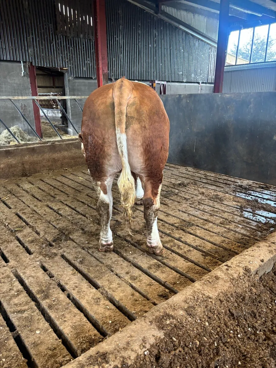 Selection of pedigree Simmental bulls - Image 4