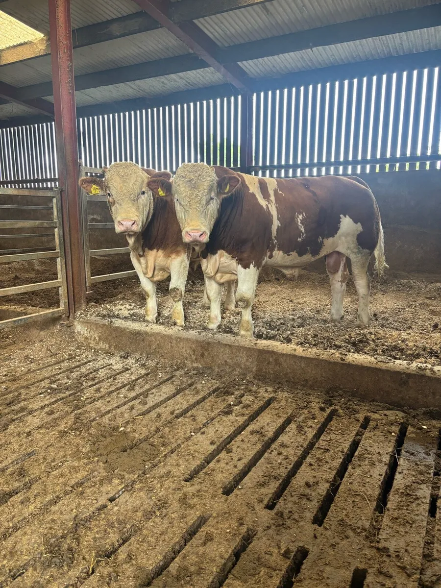 Selection of pedigree Simmental bulls - Image 2