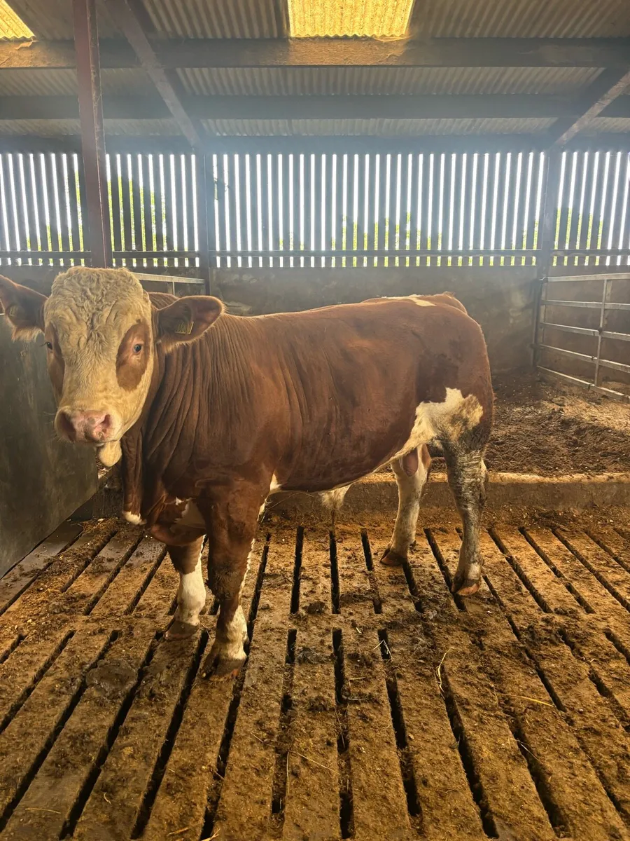 Selection of pedigree Simmental bulls - Image 3