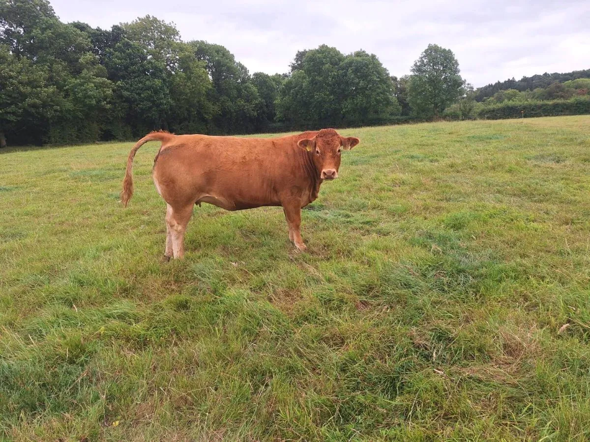 Pbnr  incalf limousine hefir - Image 1