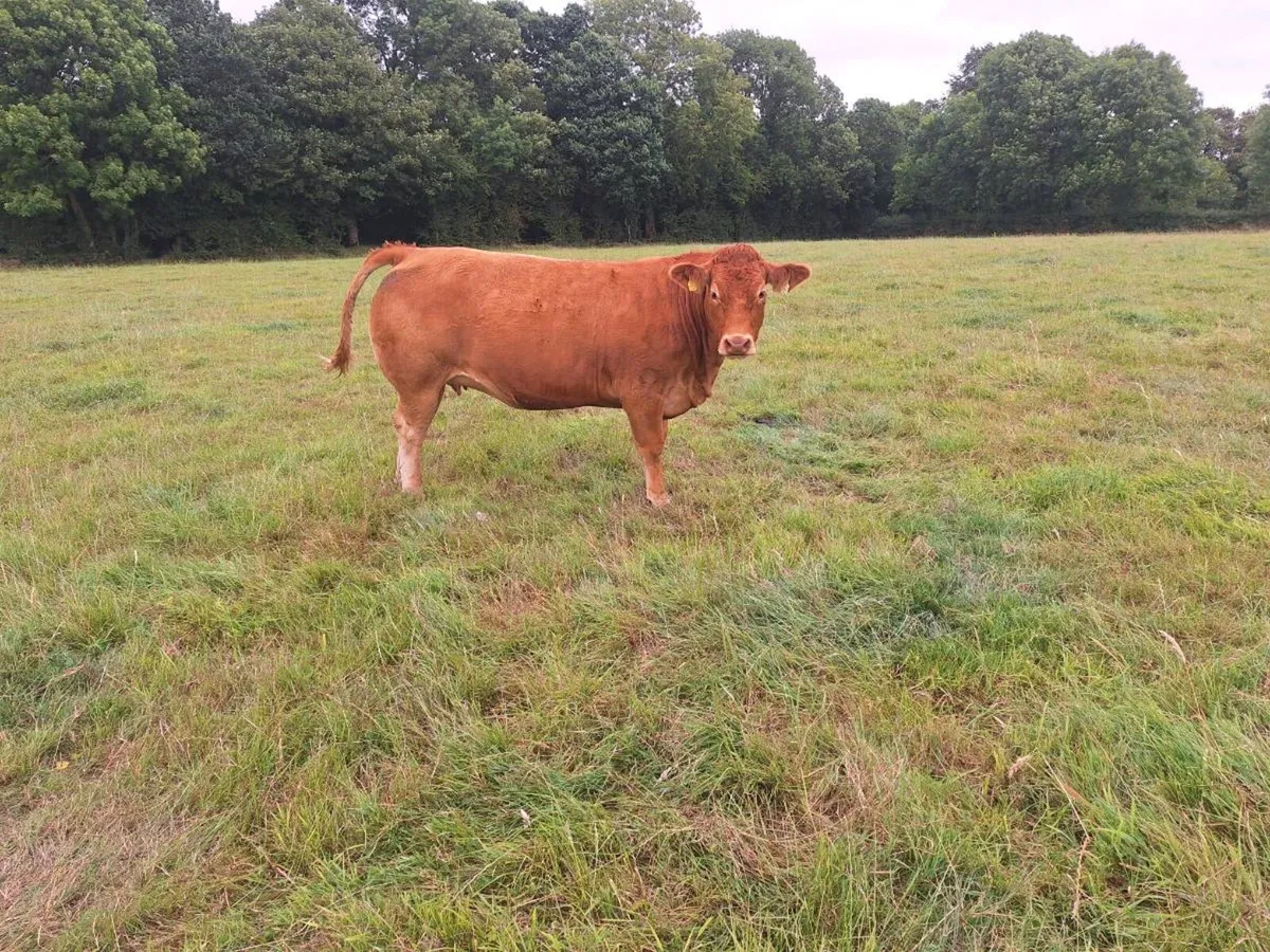 Pbnr  incalf limousine hefir - Image 2