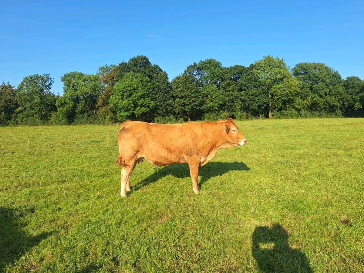 Pbnr  incalf limousine hefir - Image 3