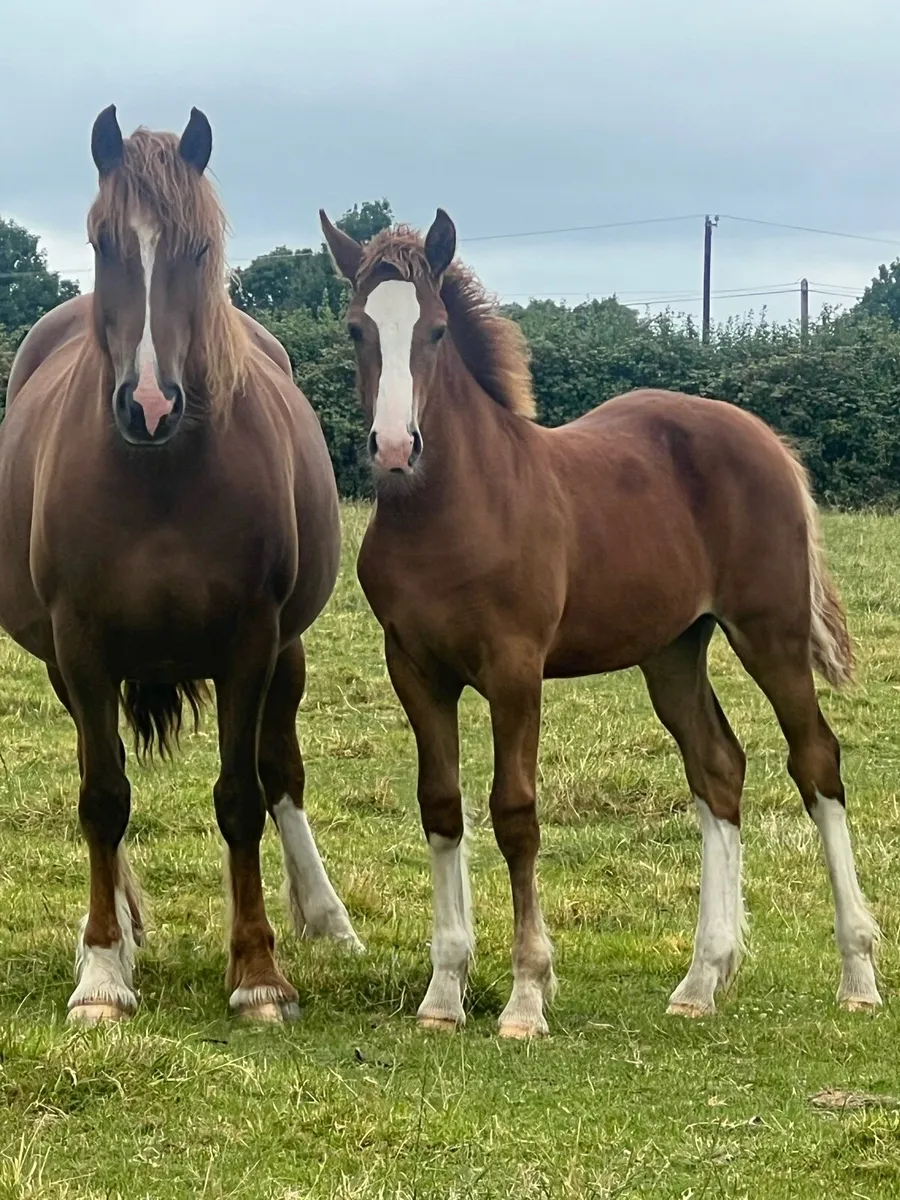 Coolfin dynamite colt and filly - Image 3