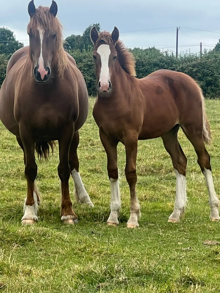 Coolfin dynamite colt and filly - Image 1