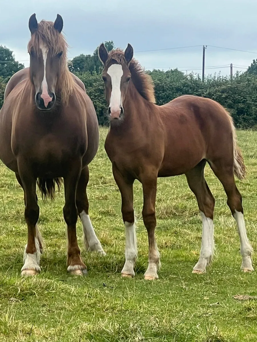 Coolfin dynamite colt and filly - Image 2