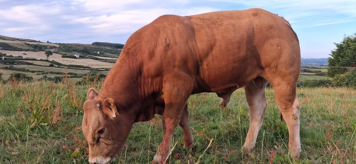 SUPER PEDIGREE REGISTERED LIMOUSIN EBY BULL - Image 1