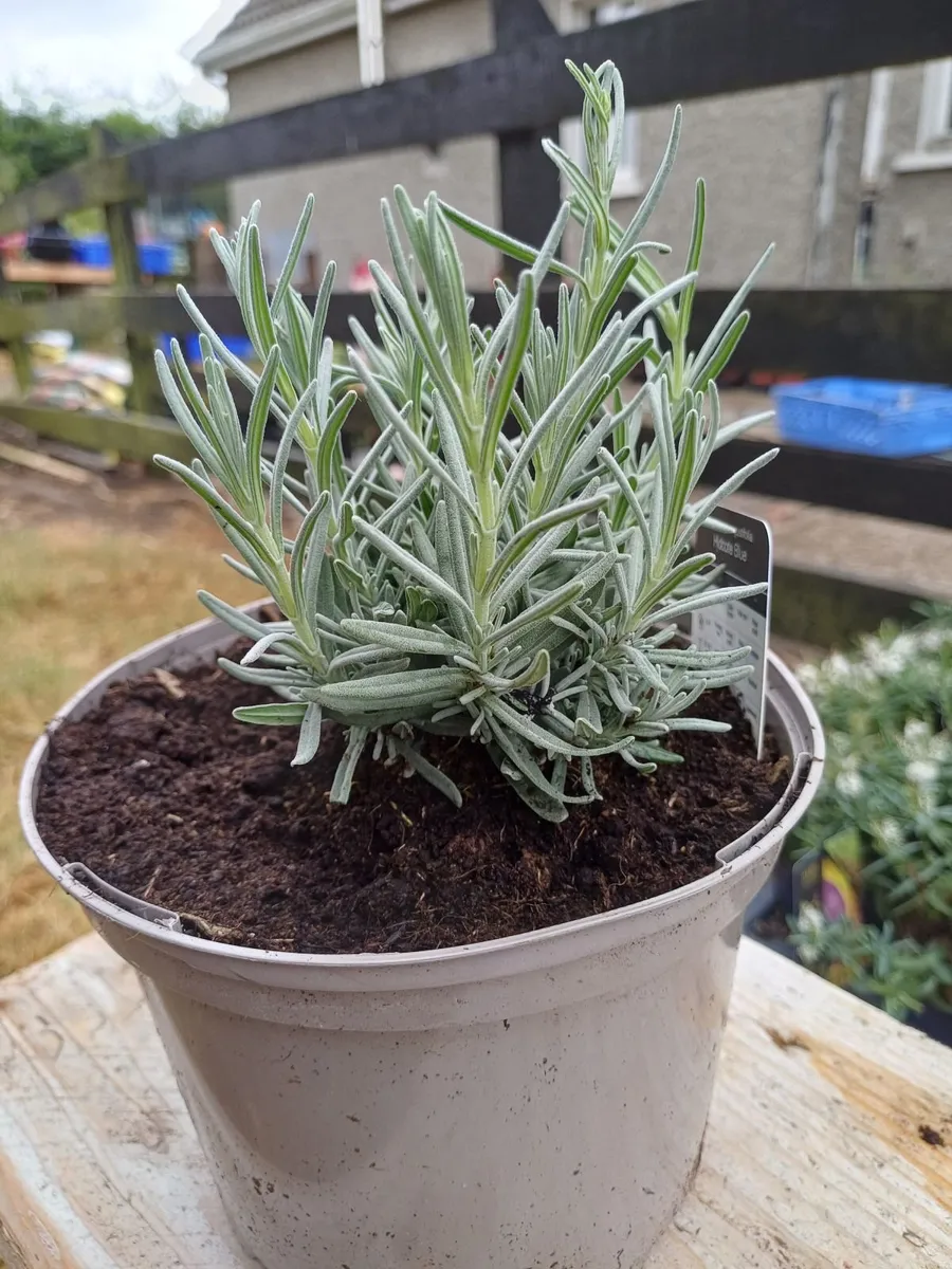 Lavender Plants - Image 1