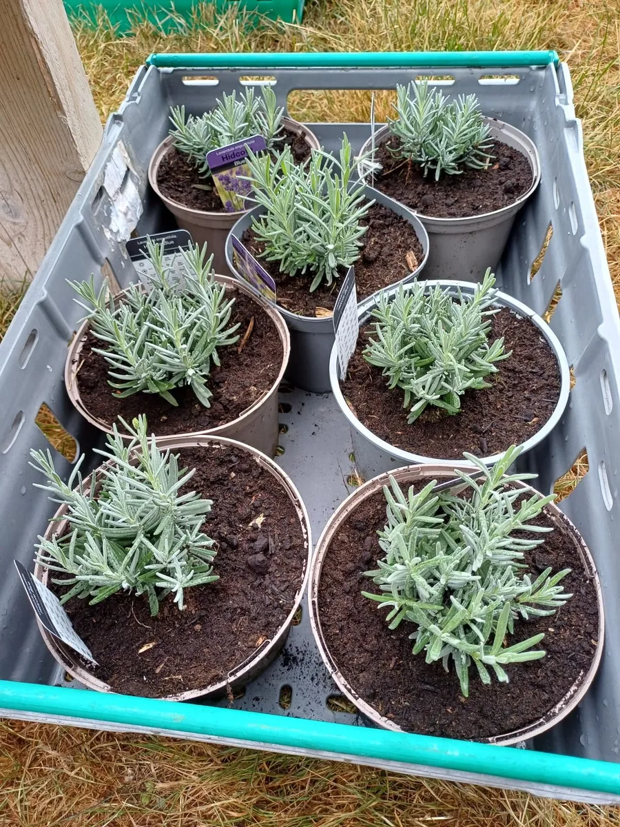 Lavender Plants - Image 2
