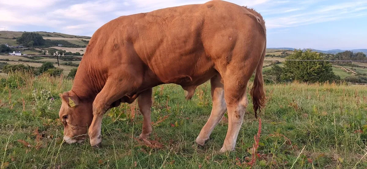 SUPER PEDIGREE REGISTERED LIMOUSIN EBY BULL - Image 2