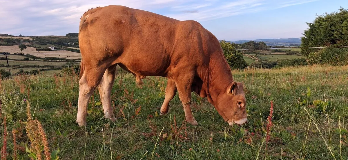 SUPER PEDIGREE REGISTERED LIMOUSIN EBY BULL - Image 3