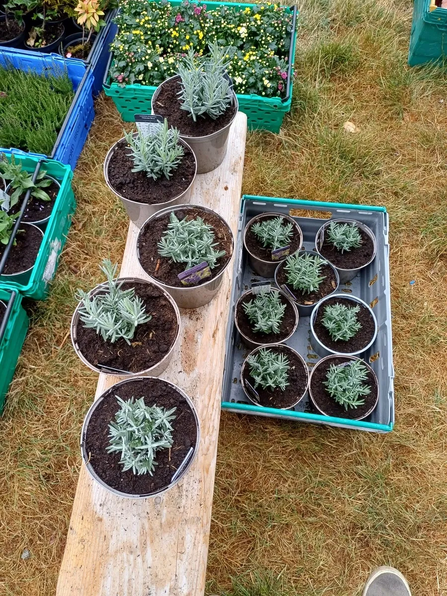 Lavender Plants - Image 3