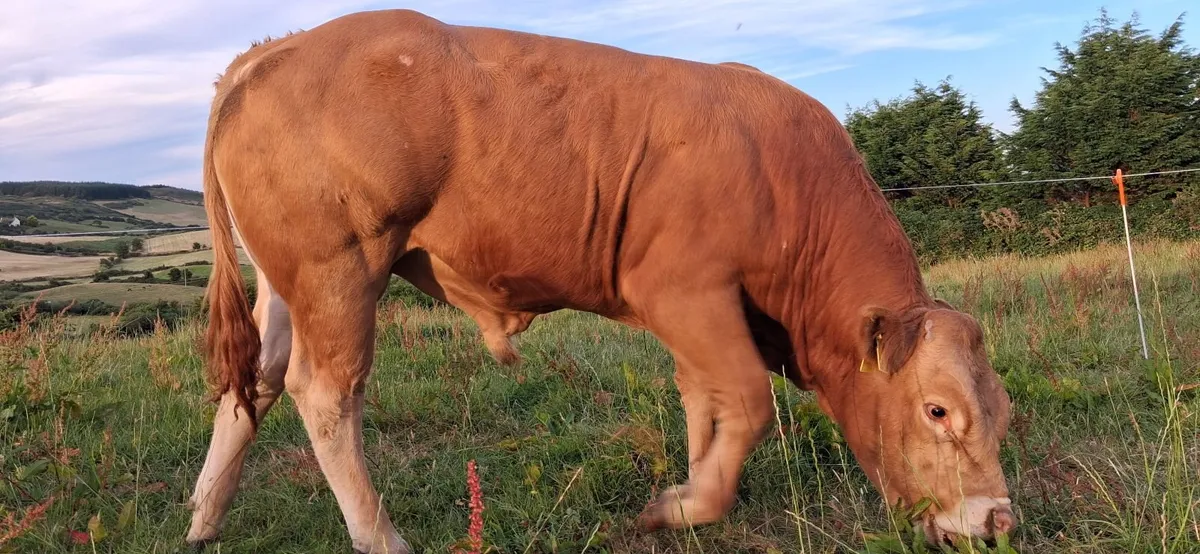 SUPER PEDIGREE REGISTERED LIMOUSIN EBY BULL - Image 4