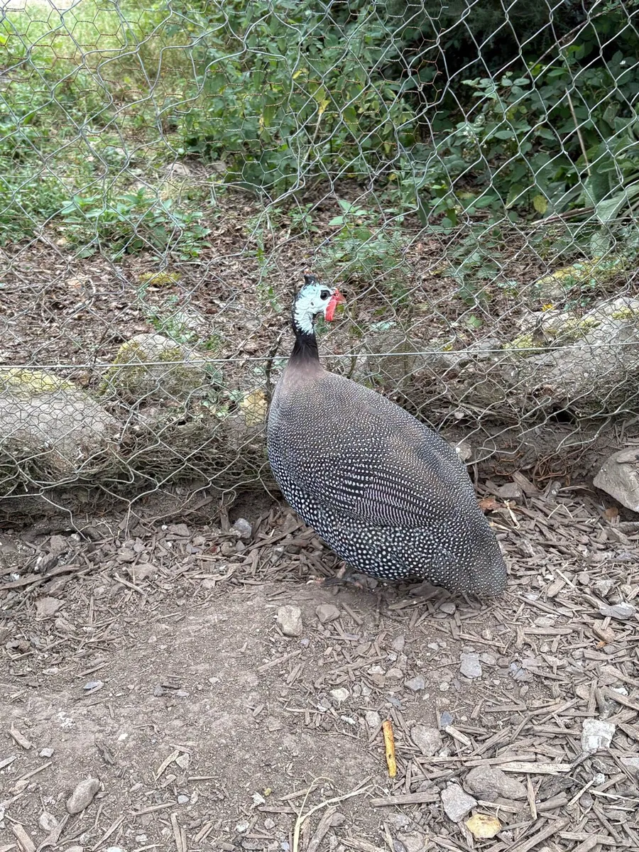 Guinea hen - Image 1