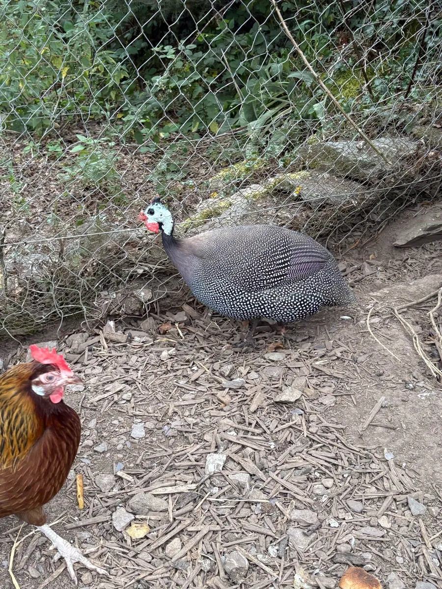 Guinea hen - Image 2