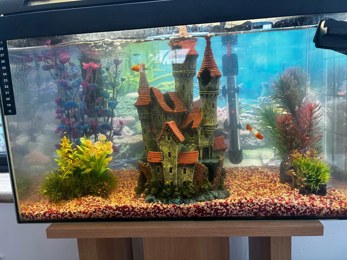 Tropical fish, tank and all accessories - Image 2