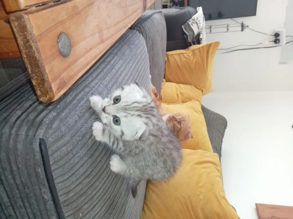 Kittens - Image 1