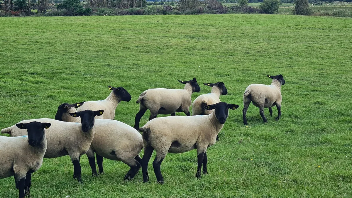 HOGGETS - Image 2