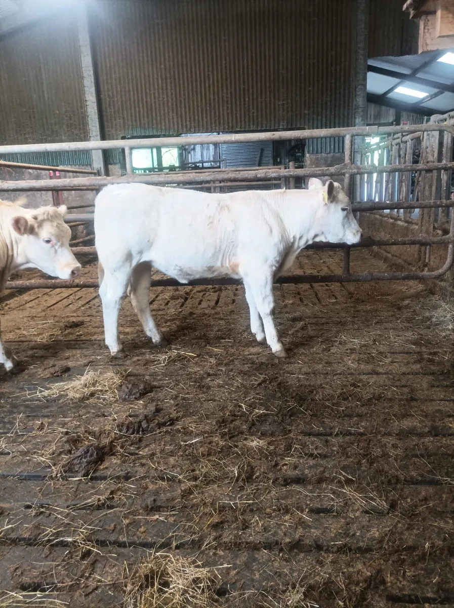 Cattle - Image 1