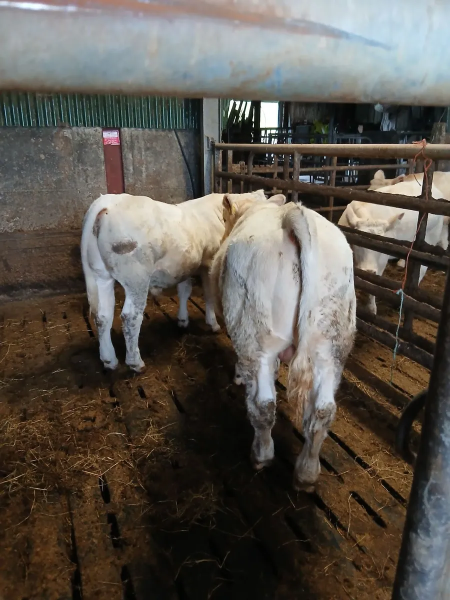 Cattle - Image 3