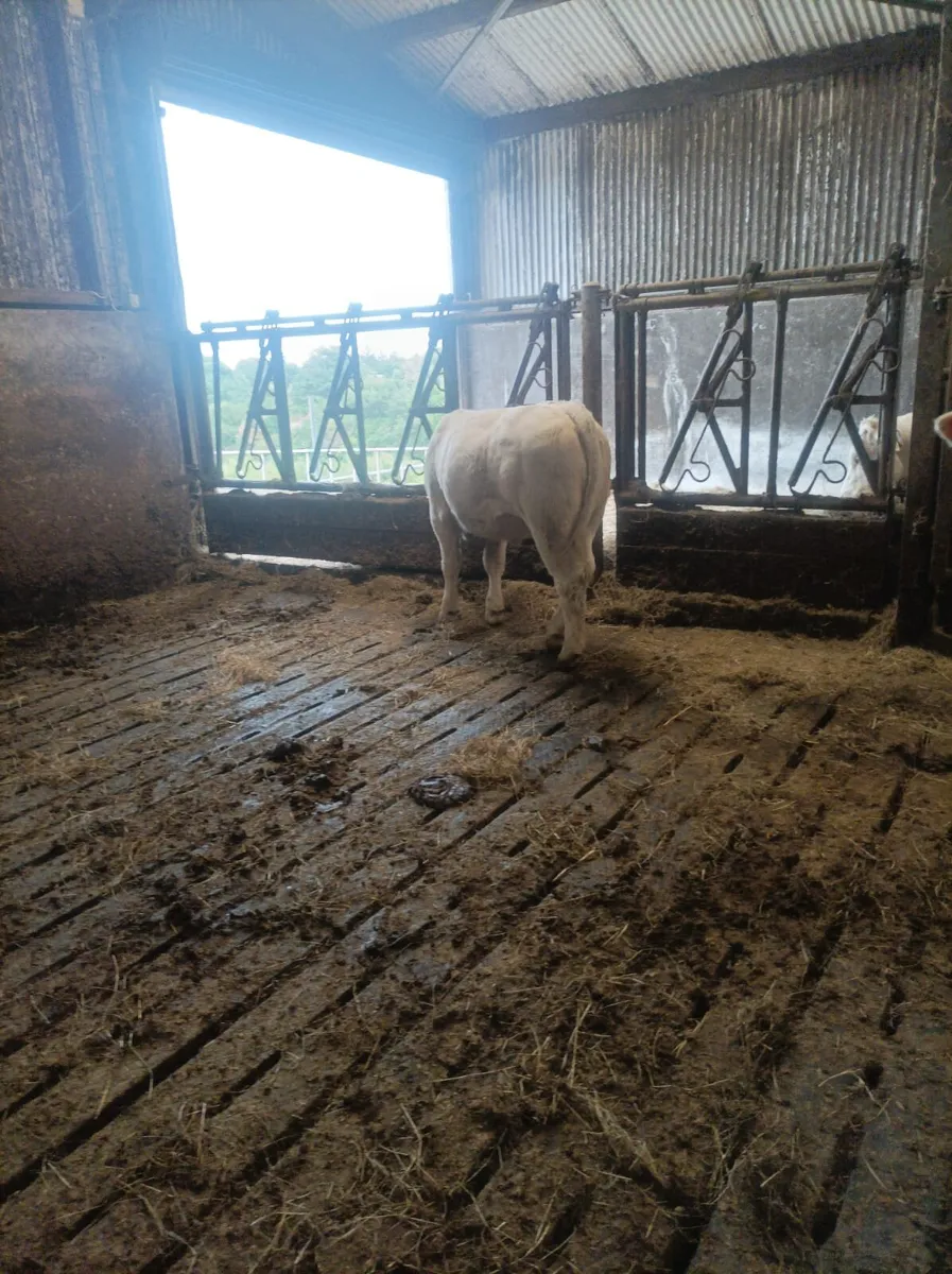 Cattle - Image 4