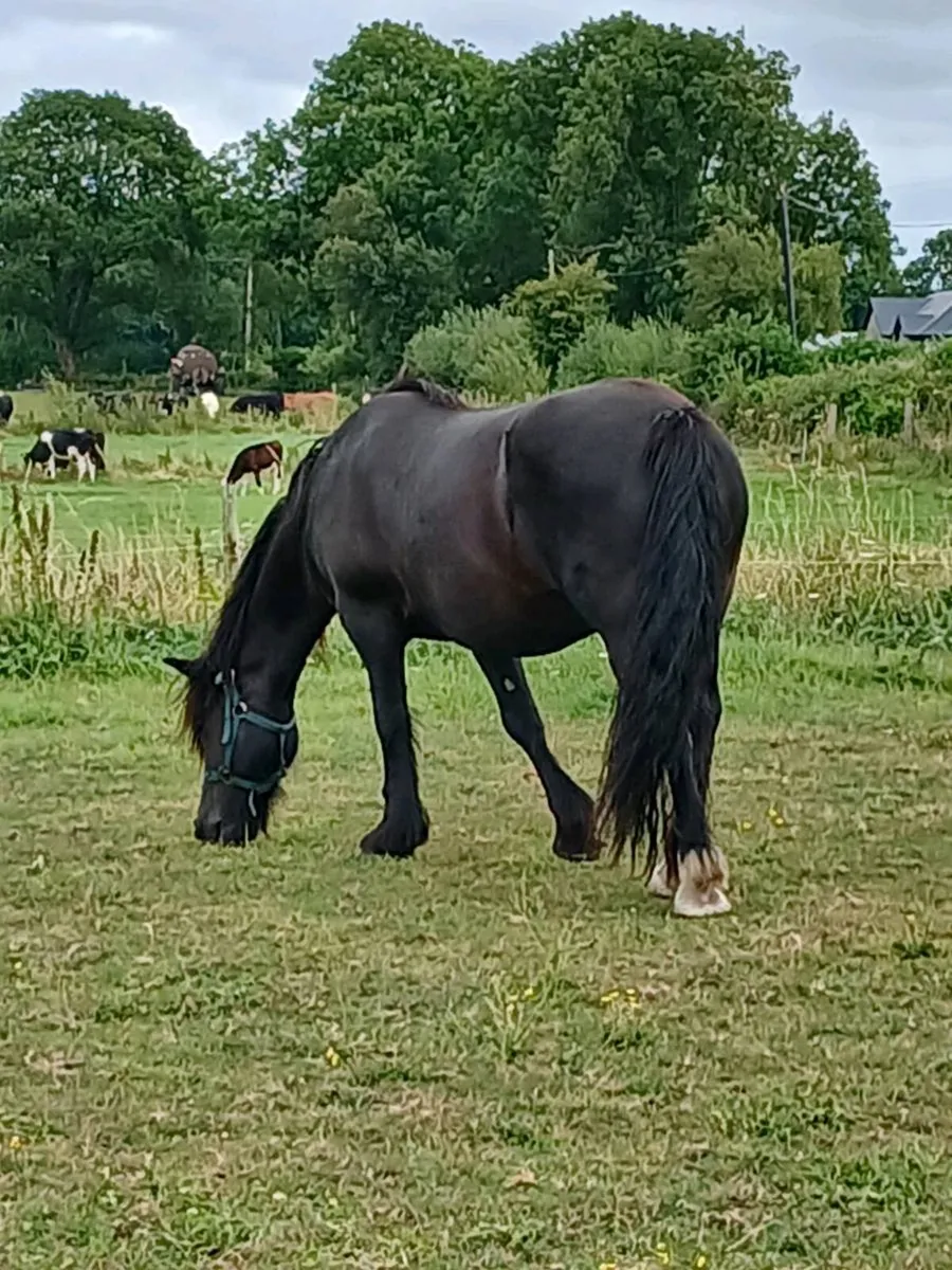 Mare - Image 2