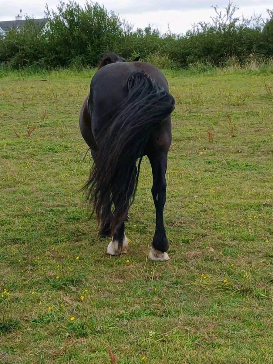 Mare - Image 3