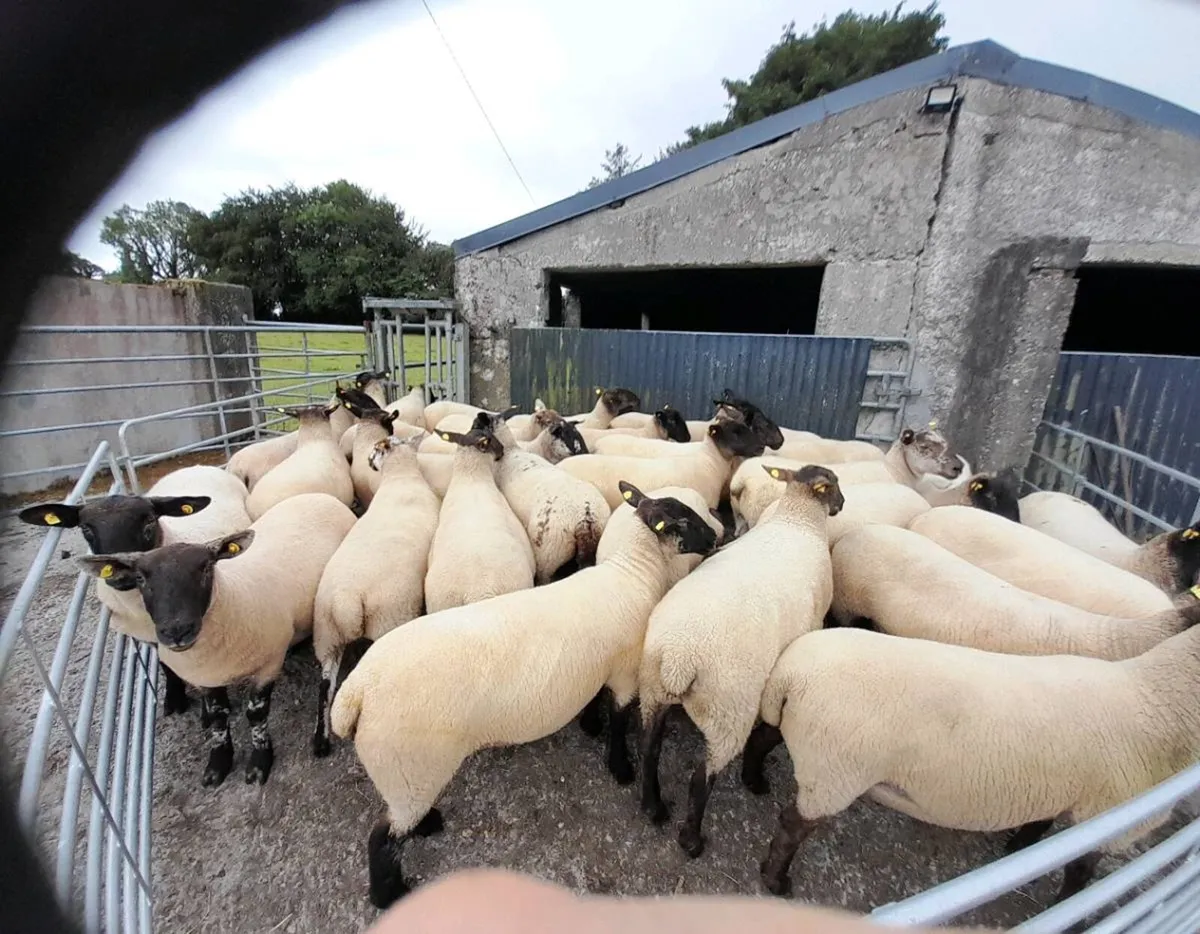 Ewe Hoggetts - Image 1