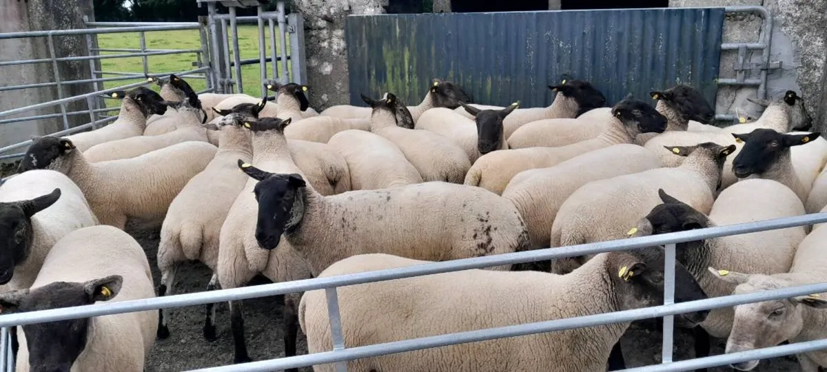 Ewe Hoggetts - Image 3