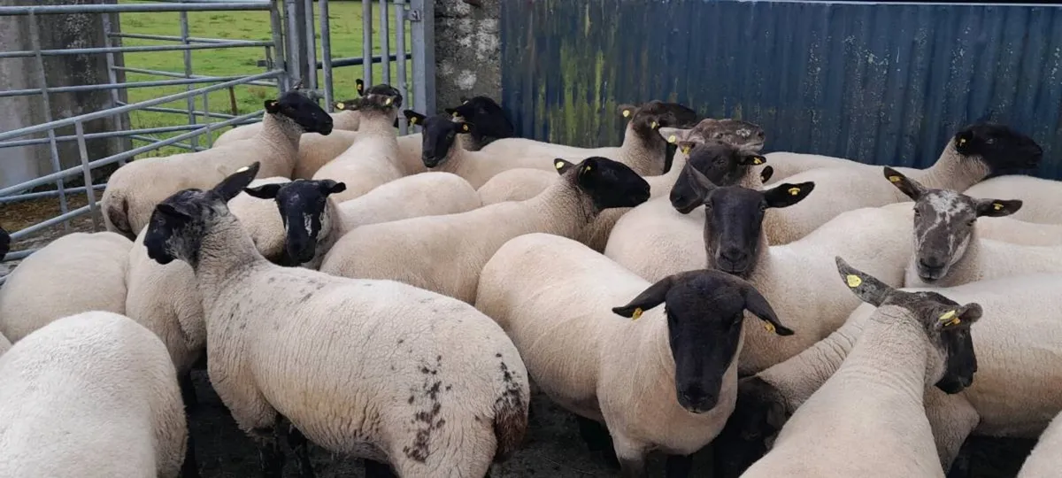 Ewe Hoggetts - Image 4