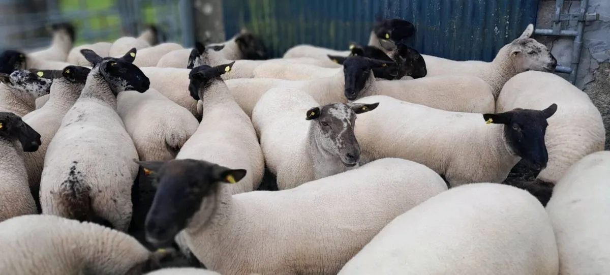 Ewe Hoggetts - Image 2