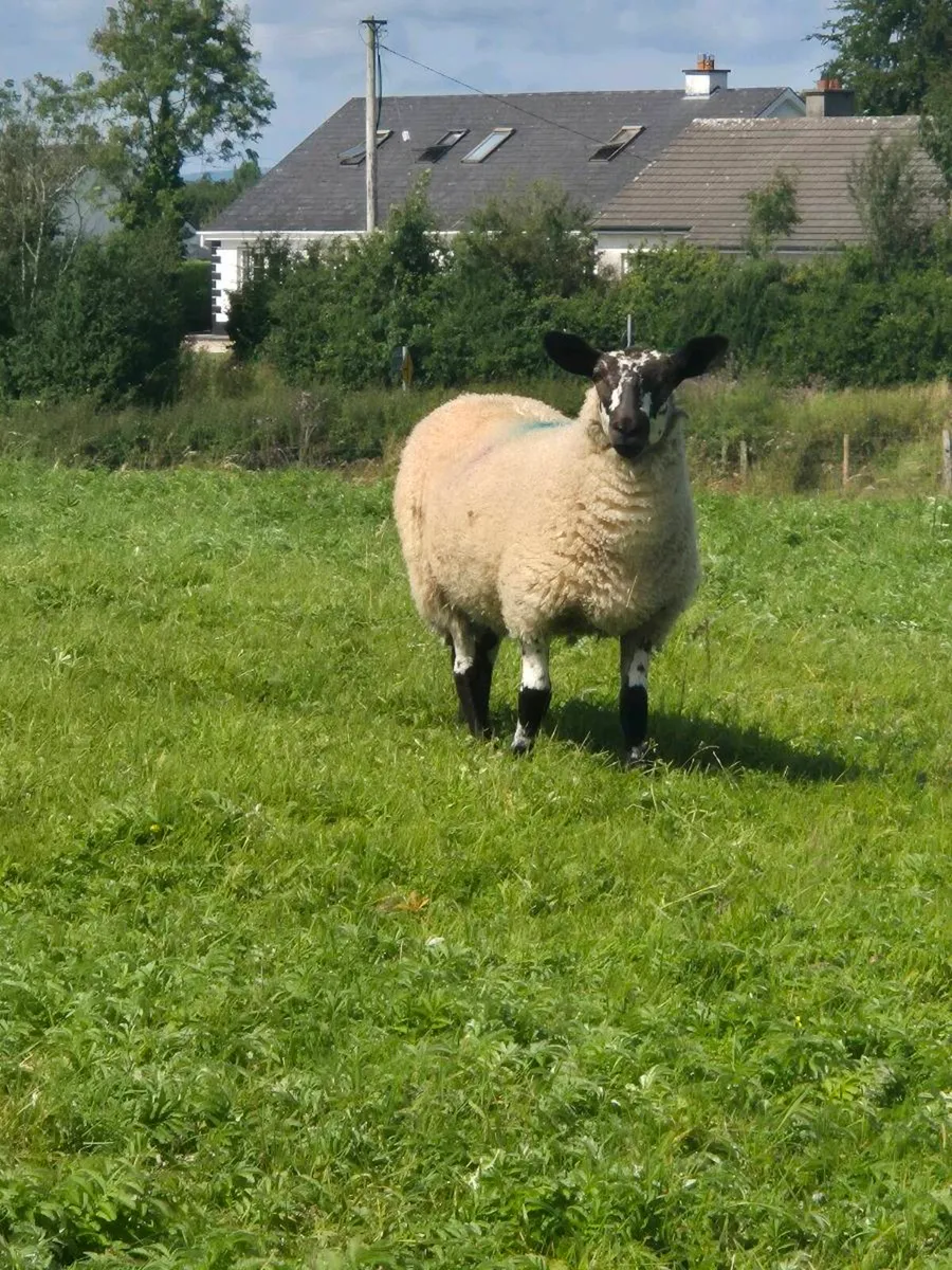 MILFORD X EWE LAMBS - Image 1