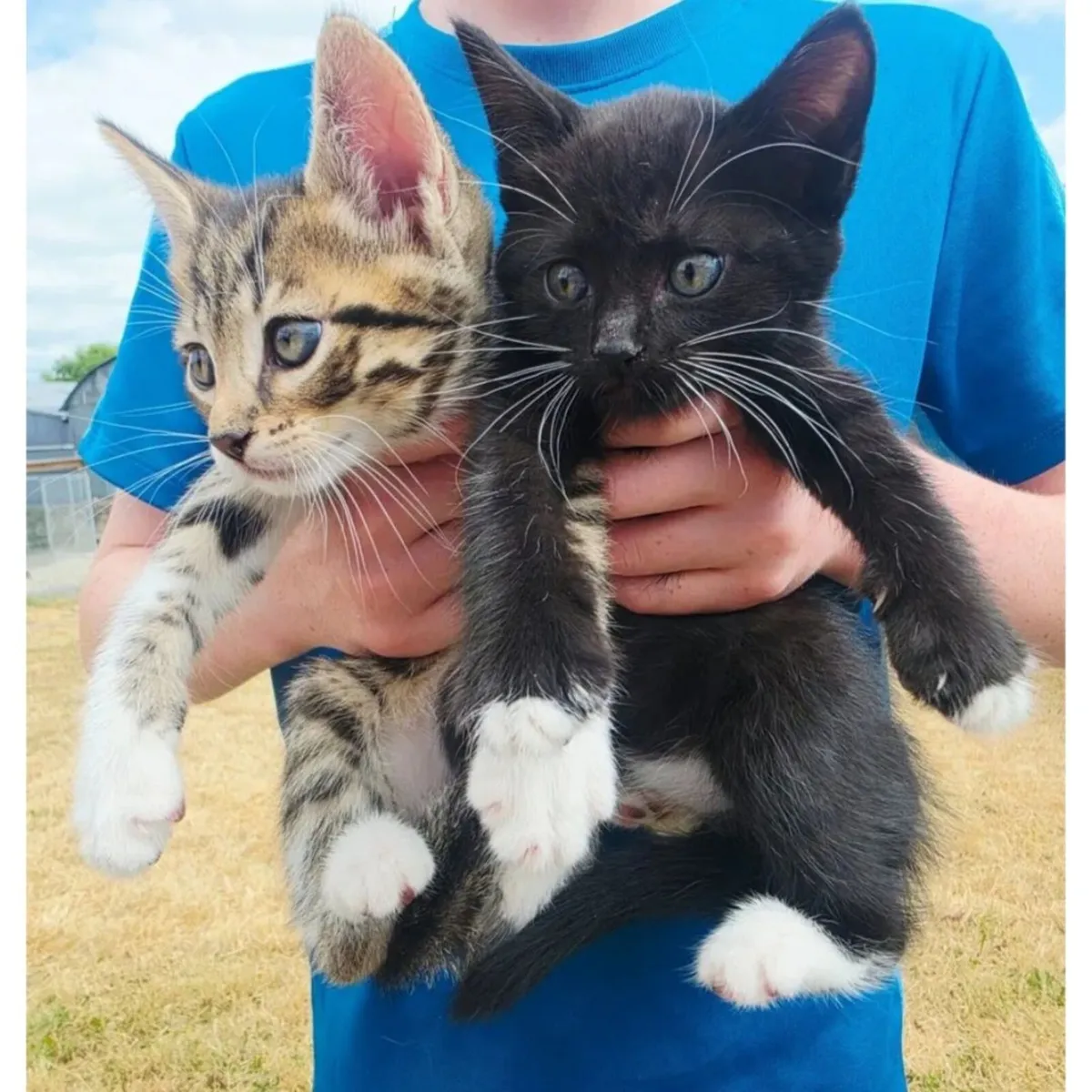 Kittens from Tipperary - Image 2