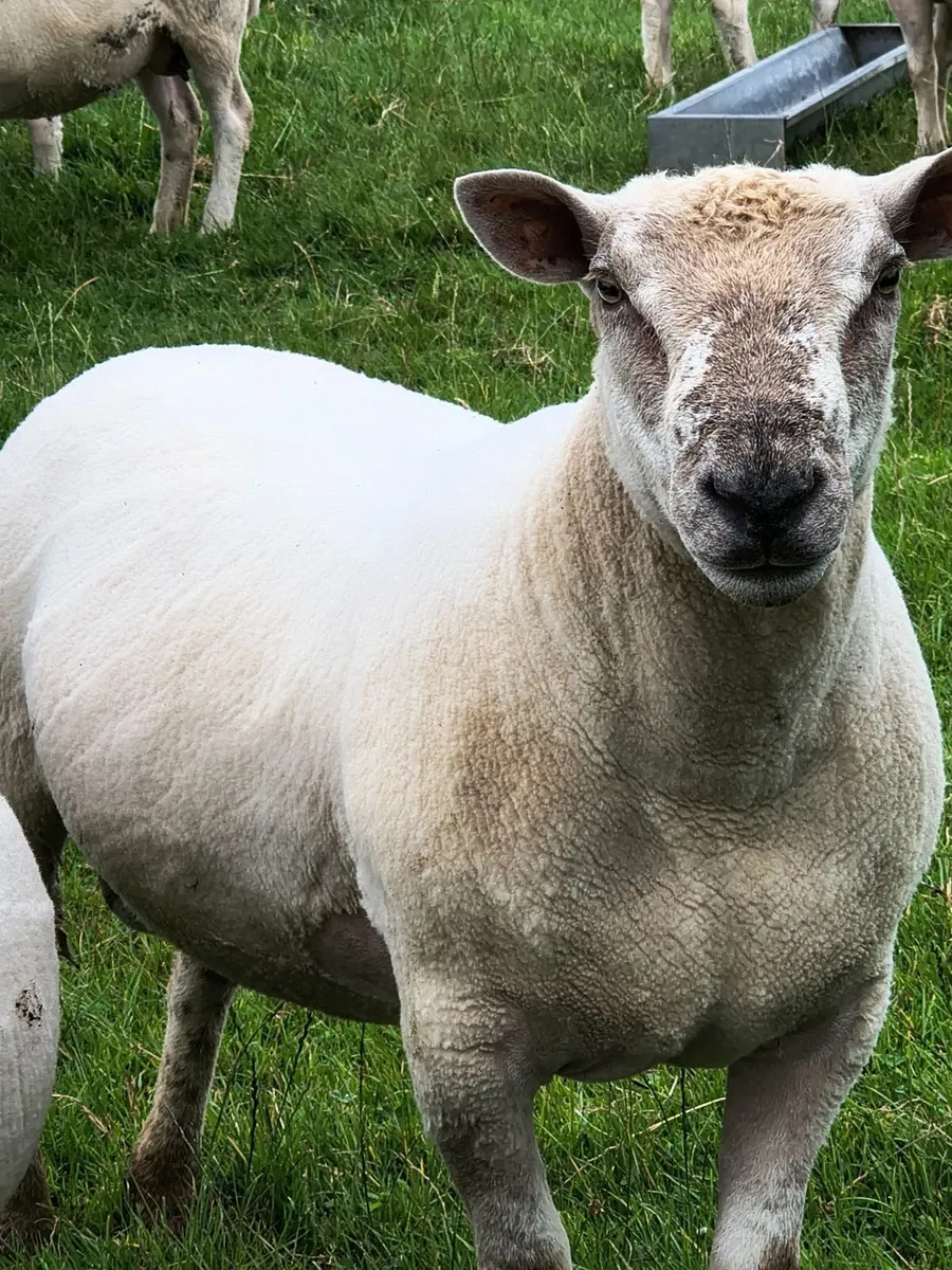 Chartex Shearling Ram - Image 1