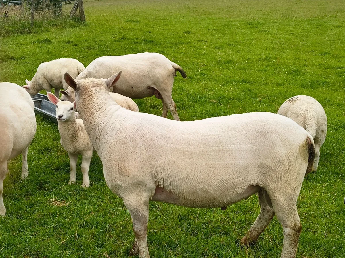 Chartex Shearling Ram - Image 2