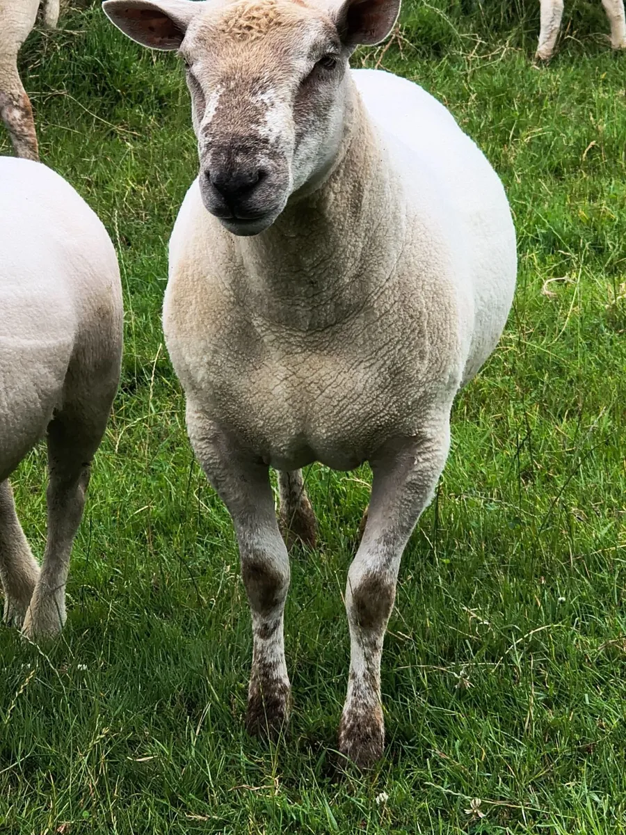 Chartex Shearling Ram - Image 4
