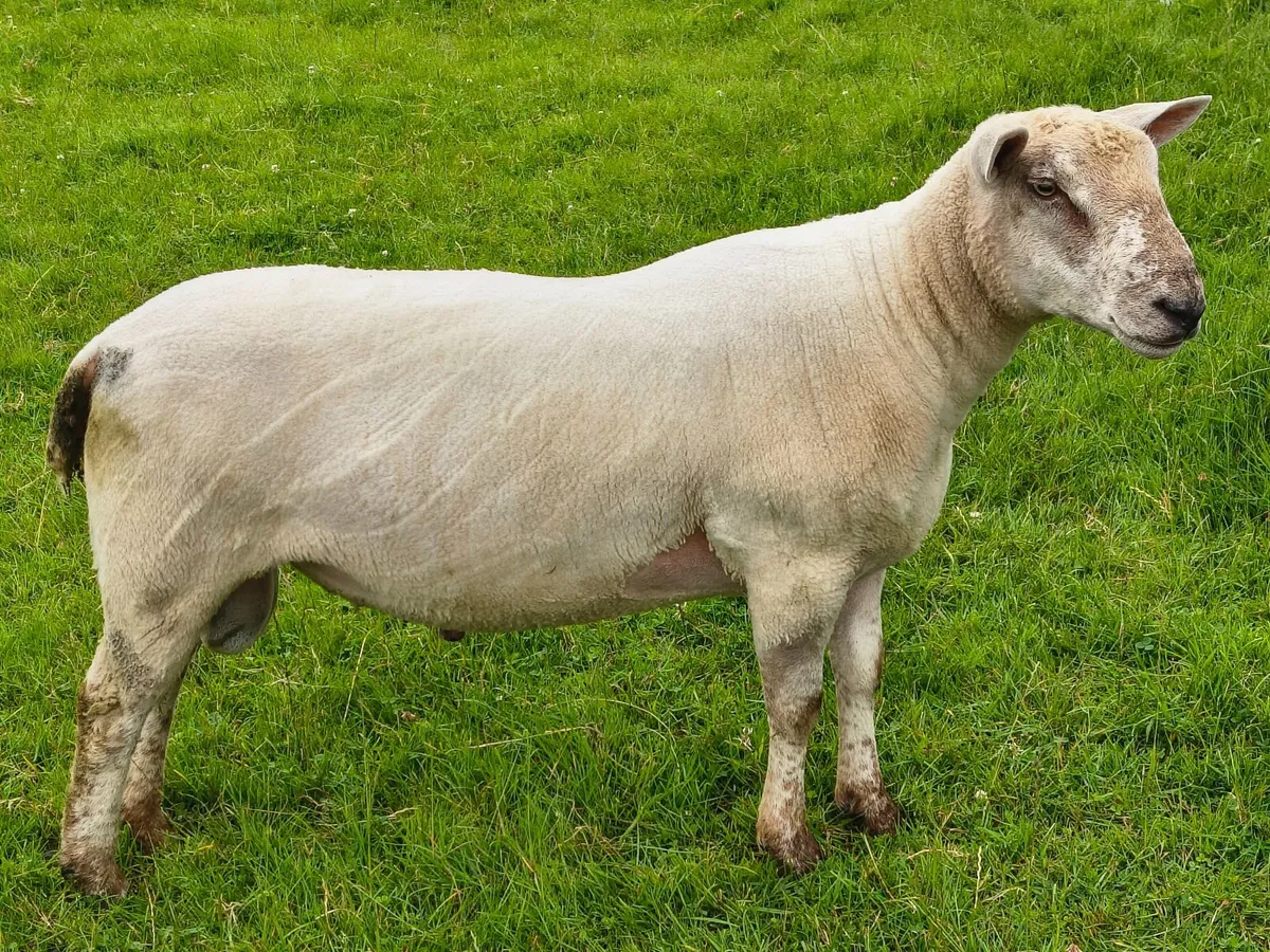 Chartex Shearling Ram - Image 3
