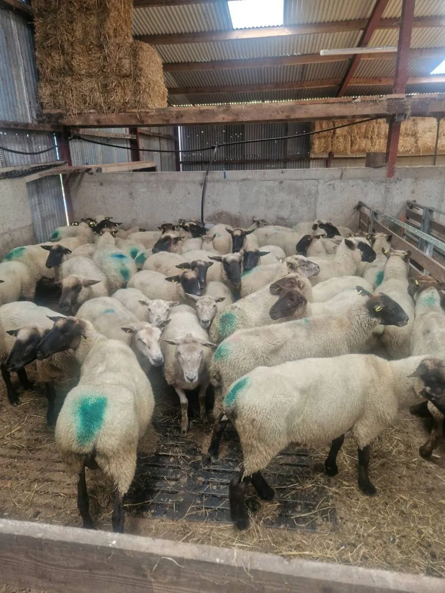 Ewes - Image 1