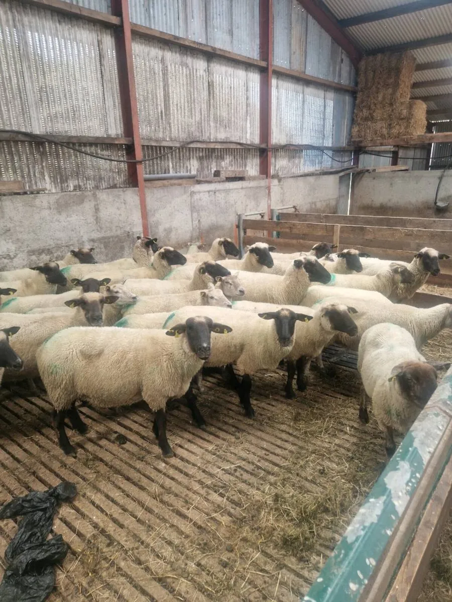 Ewes - Image 2