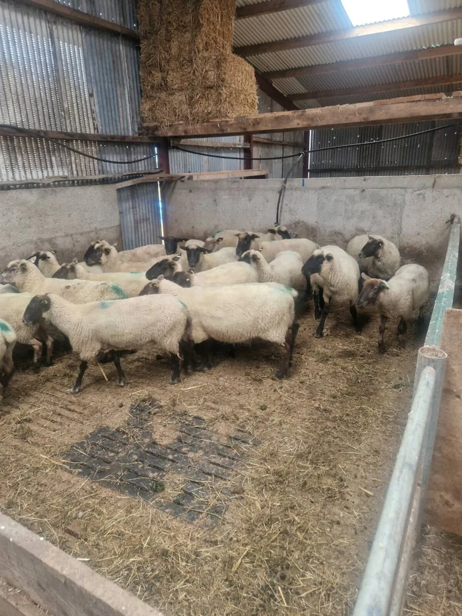 Ewes - Image 3