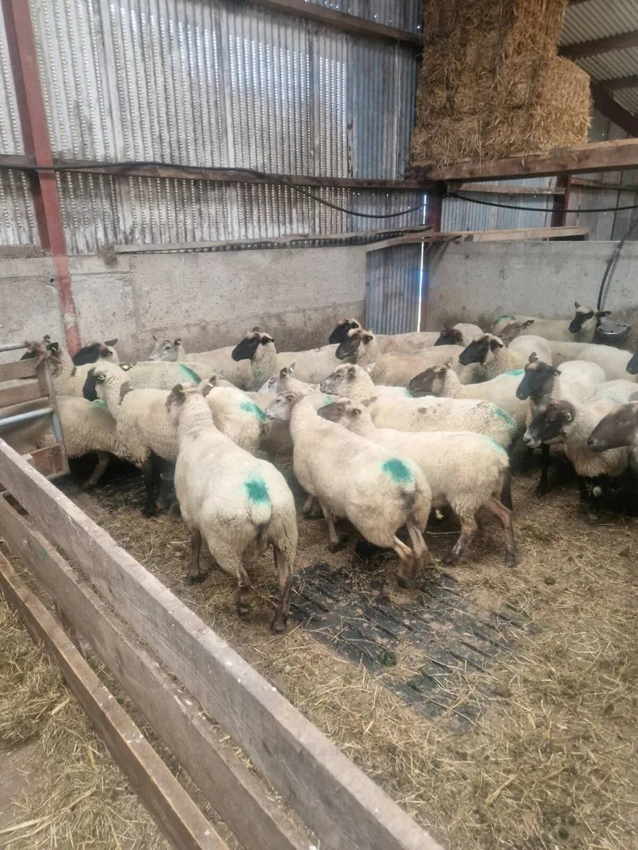 Ewes - Image 4